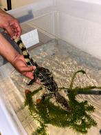 Kaaiman krokodil 50 cm