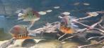 Heros rotkeil, Dieren en Toebehoren, Vissen | Aquariumvissen, Vis