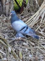 Jonge Hollandse kropper, Dieren en Toebehoren, Vogels | Duiven