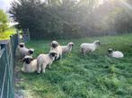 Wallizer Schwarznase ramlammeren, Dieren en Toebehoren, Mannelijk, Schaap, 0 tot 2 jaar