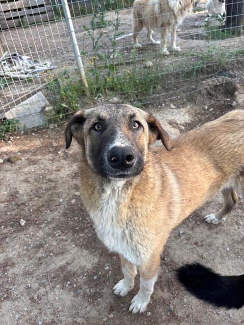 Ontmoet Phoenix – De Wedergeboorte van Hoop, Dieren en Toebehoren, Honden | Niet-rashonden, Middel, Reu, Particulier, Eén hond