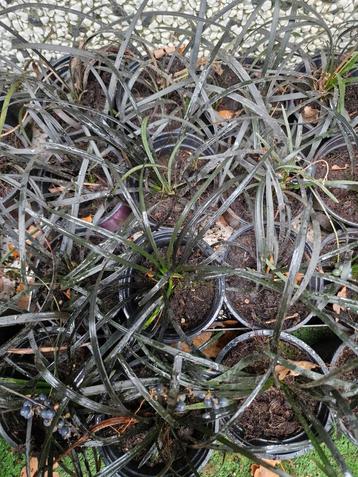 zwart gras ophiopogon planiscapus niger slangenbaard beschikbaar voor biedingen