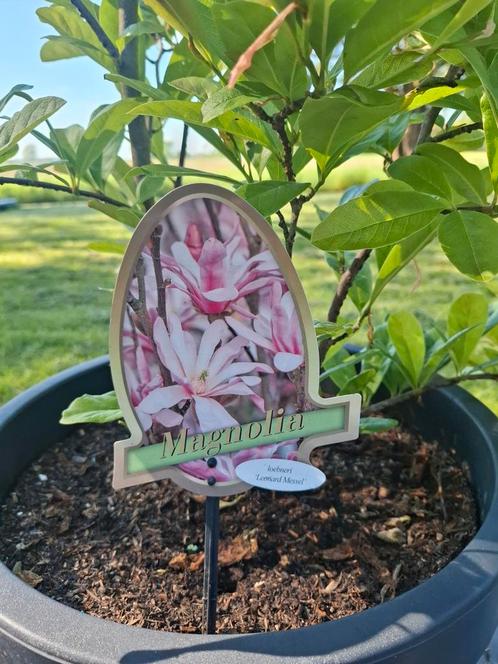 Magnolia 'Leonard Messel' 140cm hoog, Tuin en Terras, Planten | Tuinplanten, Vaste plant, Overige soorten, Volle zon, Lente, Ophalen