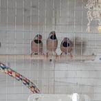 Spitsstaartamadine man 1x, Mannelijk, Tropenvogel