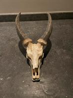 Schedel met horens - Dierenbeeld, Ophalen, Gebruikt, Overige materialen, Dierenbeeld