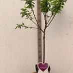 Pruimenbomen in pot, Ophalen of Verzenden, In pot, Lente