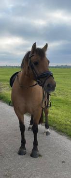 Grote D pony bomproof KWPN x Fjord, Dieren en Toebehoren, Pony's, Merrie, B, Gechipt, 11 jaar of ouder
