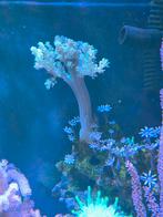 Groene Kenia boom ca 13cm, Dieren en Toebehoren, Vis