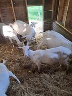 2 jonge melk geiten 1 met hoorns 1 zonder hoorns te koop. 2, Dieren en Toebehoren, Vrouwelijk, Geit, 0 tot 2 jaar