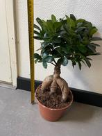 Bonsai Ginseng Ficus Plant, Huis en Inrichting, Kamerplanten, Ophalen, Ficus, Halfschaduw, Minder dan 100 cm