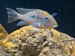 Vijf Geophagus Mirabilis 3v en 2m, Dieren en Toebehoren, Vissen | Aquariumvissen, Vis