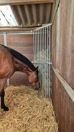 Pensionstalling met 24/7 weidegang tijdens weideseizoen, Weidegang, 1 paard of pony
