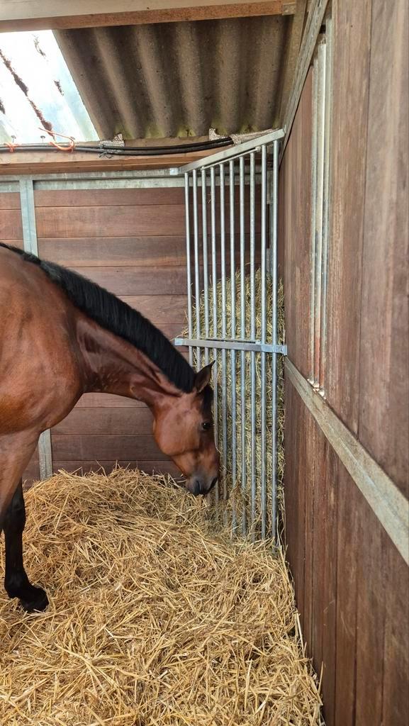 Pensionstalling met 24/7 weidegang tijdens weideseizoen, Dieren en Toebehoren, Stalling en Weidegang, Stalling, Weidegang, 1 paard of pony