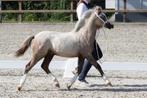Welsh A schimmel Hengstveulen, Dieren en Toebehoren, Niet van toepassing, 0 tot 2 jaar, Hengst, B pony (1.17m tot 1.27m)