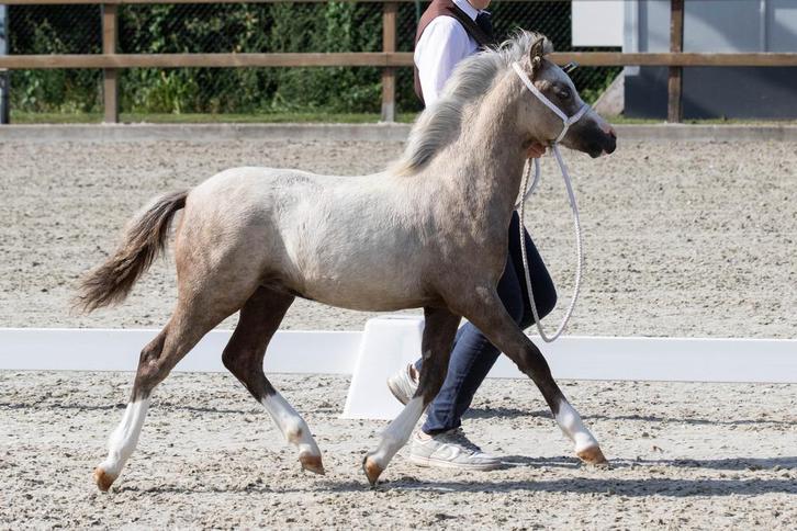 Welsh A schimmel Hengstveulen, Dieren en Toebehoren, Pony's, Hengst, Niet van toepassing, B pony (1.17m tot 1.27m), Recreatiepony