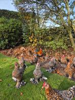 Nederlandse sabelpootkriel hennen, Dieren en Toebehoren, Pluimvee, Vrouwelijk, Kip