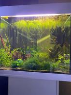 Aquariumplanten, Ophalen, Plant(en), Steen of Hout