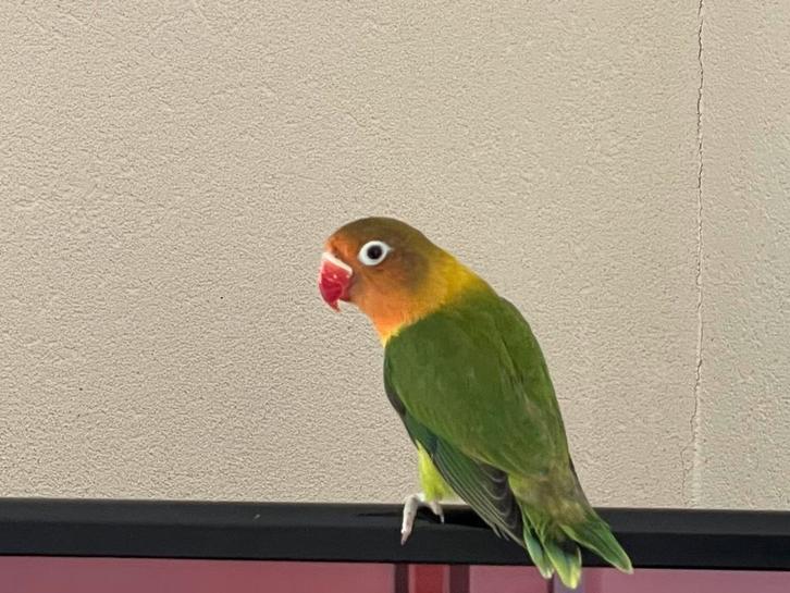 Prachtige Lieve Hand Tamme Gezonde Agapornis Dwergpapegaai, Dieren en Toebehoren, Vogels | Parkieten en Papegaaien, Dwergpapegaai of Agapornis