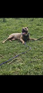 Lief bully teefje, Dieren en Toebehoren, Honden | Bulldogs, Pinschers en Molossers, Overige rassen, 1 tot 2 jaar, Teef, Eén hond