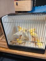 6 gezonde mooie kanaries, Dieren en Toebehoren, Vogels | Kanaries, Meerdere dieren, Kleurkanarie