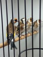 Majorputter poppen wildkleur, Dieren en Toebehoren, Vogels | Overige Vogels, Vrouwelijk, Wildzangvogel, Geringd