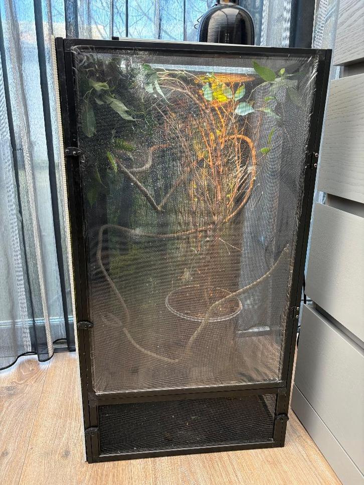 Jemen kameleon met terrarium