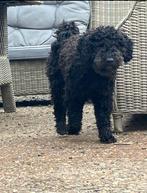 Dekreu Maltipoo aangeboden, 1 tot 2 jaar, Eén hond, Nederland, Particulier