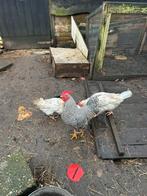 Amrock Krielhaan, Dieren en Toebehoren, Pluimvee, Mannelijk, Kip