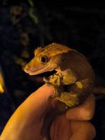 Koppel wimpergekkos volwassen, Hagedis, 3 tot 6 jaar