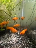 Molly platy, Dieren en Toebehoren, Vis, Zoetwatervis