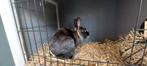 2 Dwarf rabits, Dieren en Toebehoren, Konijnen, Meerdere dieren