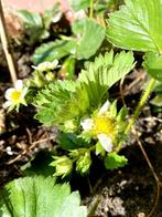 Biologische aardbeiplanten goed geworteld. Aardbei plant, Tuin en Terras, Vaste plant, Fruitplanten, Lente, Ophalen