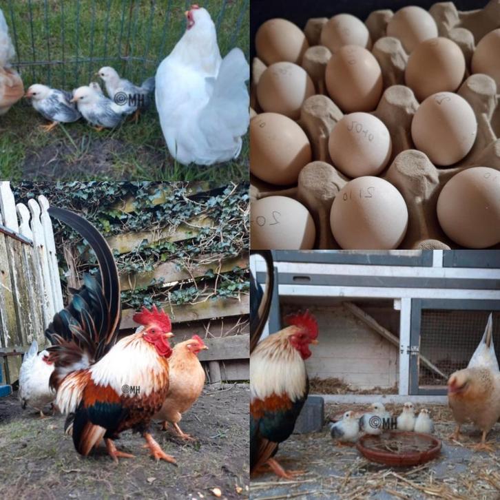 Serama kuikentjes verwacht rond 20 november, Dieren en Toebehoren, Pluimvee, Kip, Geslacht onbekend