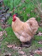 Cochinkriel Haan, Dieren en Toebehoren, Mannelijk, Kip