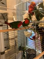 Vogels, Dieren en Toebehoren, Ophalen, Hout, Vogelkooi