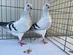 Italiaanse Meeuwen IJskleur ( Duivinnen), Dieren en Toebehoren, Vogels | Duiven, Meerdere dieren, Overige soorten