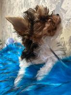 Mini Yorkshire Terrier & Mini Biewer Yorkshire Terrier, Dieren en Toebehoren, Reu, 8 tot 15 weken, Meerdere, Parvo