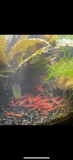 Dagbesteding Garnalen Rood div. guppies algeneter platy**, Kreeft, Krab of Garnaal