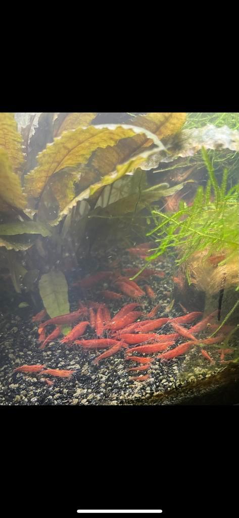 Dagbesteding Garnalen Rood div. guppies algeneter platy**, Dieren en Toebehoren, Vissen | Aquariumvissen, Kreeft, Krab of Garnaal