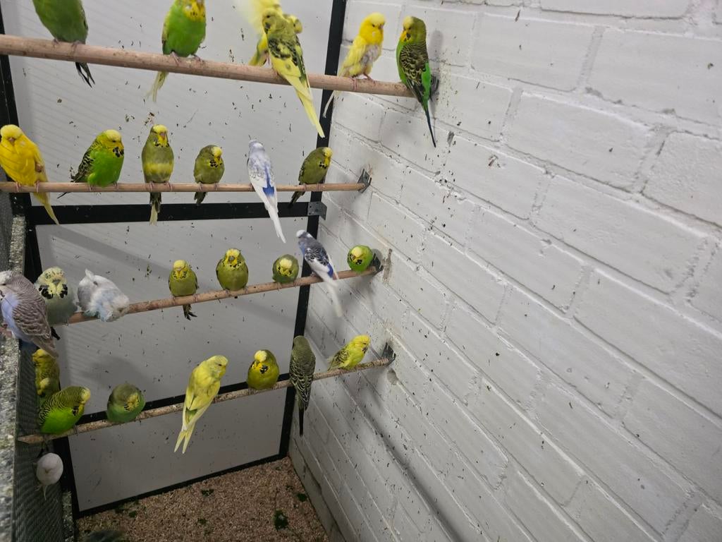 Engelse Parkieten (32) 2025, Dieren en Toebehoren, Vogels | Kanaries, Meerdere dieren, Kleurkanarie