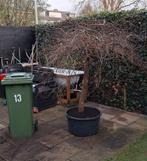 Uitgegraven! Acer palmatum Japanse Esdoorn 'Garnet' paraplu, Bloeit niet, 100 tot 250 cm, Ophalen, In pot