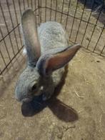 1 mooie grijze voedster Vlaamse reus, Dieren en Toebehoren, Konijnen, Vrouwelijk, Groot, 0 tot 2 jaar