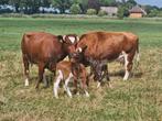 2 brandrode runderen met hun zonen, Dieren en Toebehoren, Meerdere dieren