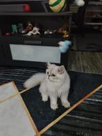 British langhaar, Dieren en Toebehoren, Poes, Ontwormd, 0 tot 2 jaar