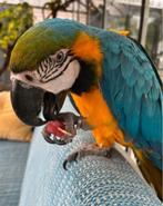 GEVRAAGD ALLE SOORTEN VOGELS EN PAPEGAAIEN NOGMAALS LEZEN!!!, Meerdere dieren, Papegaai