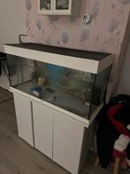 Aquarium, Dieren en Toebehoren, Vis