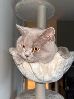 Zeer ervaren Britse korthaar dekkater Lilac 🩶 + DEKGARANTIE, 3 tot 5 jaar