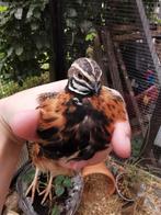 Harlekijnkwartel haan, Meerdere dieren, Overige soorten