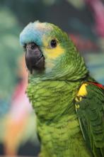 Jonge Baby Blauw voorhoofd Amazones | Handtam | Nieuwsgierig