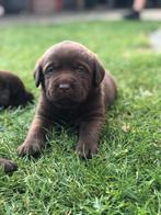 Prachtige chocolade bruine labrador pups met stamboom, Dieren en Toebehoren, Honden | Retrievers, Spaniëls en Waterhonden, Parvo